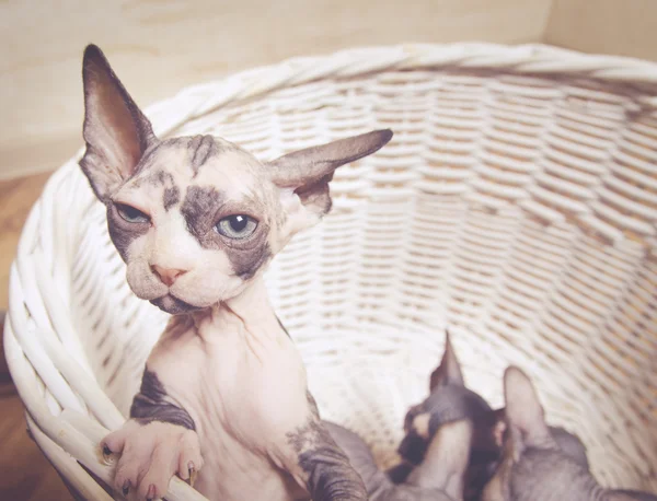 Einsames Sphynx-Kätzchen in einem Korb, der in die Ferne blickt — Stockfoto