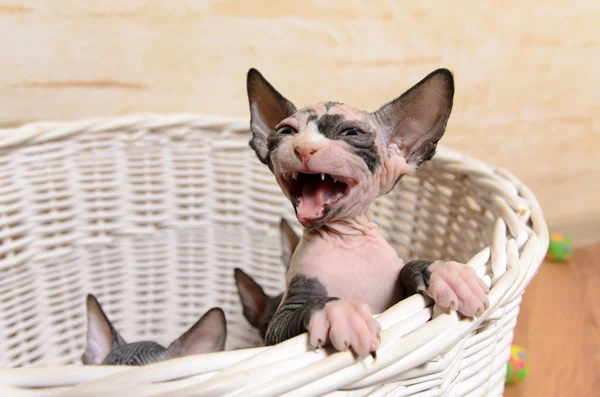 Little Sphynx Kitten in a Basket Screaming — Stock Photo, Image