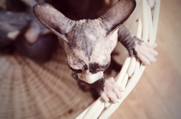 Letecký snímek kotě Sphynx uvnitř koše — Stock fotografie