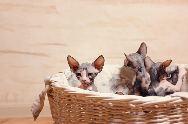 Close up Sphynx Kittens Inside a Wooden Basket — Stock Photo, Image