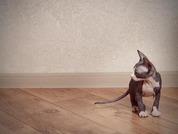 Malá kočka Sphynx na dřevěné podlaze doma — Stock fotografie