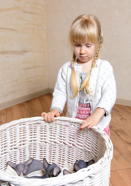 Serious Girl Looking at Sphynx Kittens in a Basket — Stock Photo, Image