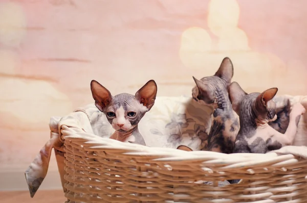 Close up Sphynx Kittens Inside a Wooden Basket — Stock Photo, Image