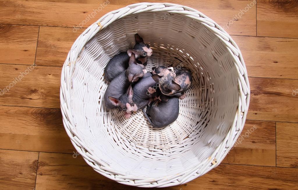 Aerial Shot of Sphynx Kittens Resting in a Basket