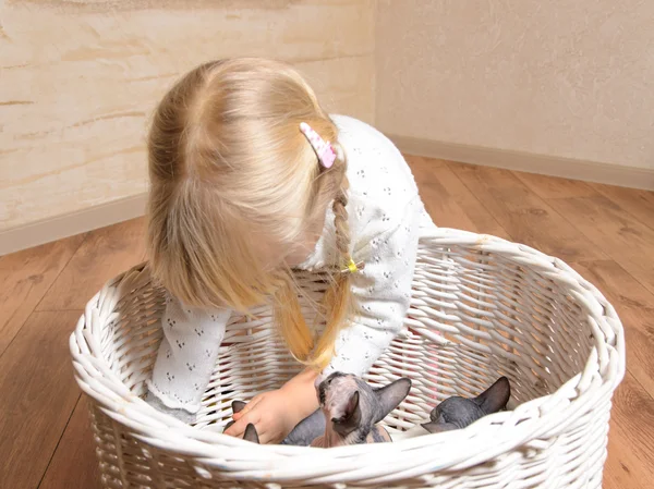 Kleines Mädchen spielt mit einem Korb voller Kätzchen — Stockfoto