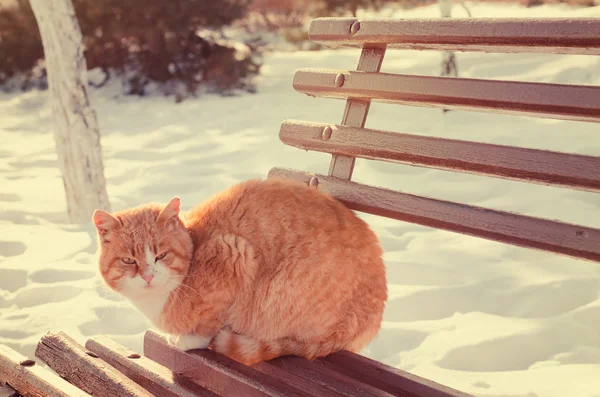 Ingwerkatze im Winter im Freien — Stockfoto