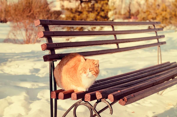 Ginger gato ao ar livre no inverno — Fotografia de Stock