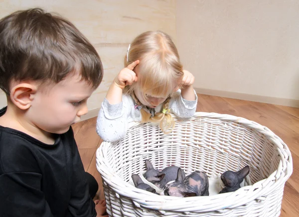 Two young children watching a litter of kittens — Stock Photo, Image