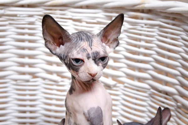 Einsames Sphynx-Kätzchen in einem Korb, der in die Ferne blickt — Stockfoto