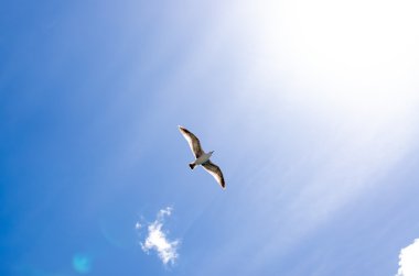 Işık doğru yayılan kanatlı uçan martı