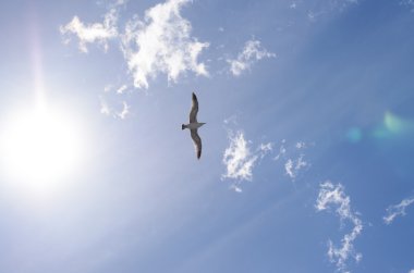 Işık doğru yayılan kanatlı uçan martı