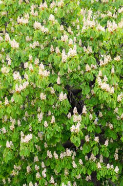 Eflatun çiçekli çalı güzel çiçeklerle kaplı