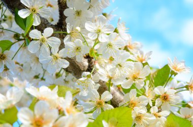 Bloom hassas beyaz çiçekleri