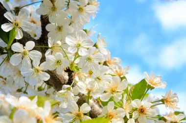 Bloom hassas beyaz çiçekleri