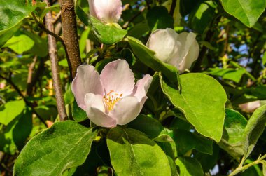 narin pembe çiçeği yakın çekim