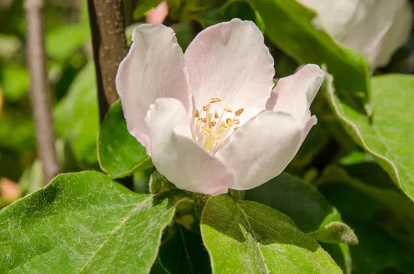 Close Up of Delicate Pink Blossom — Stock Photo, Image
