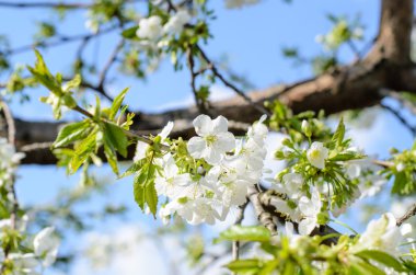 Bloom mavi gökyüzü karşı beyaz çiçekleri