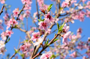 bloom kiraz çiçekleri pembe