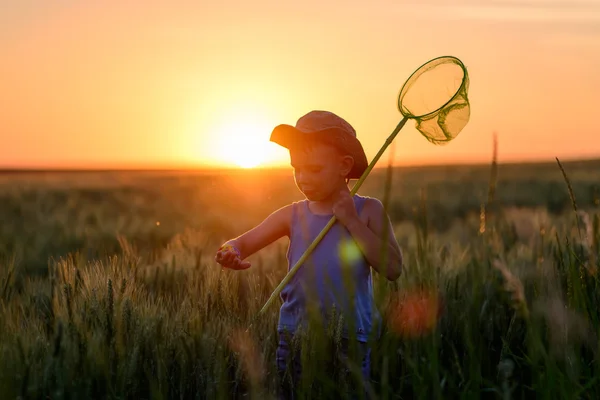 Liten pojke fånga insekter i solnedgången — Stockfoto