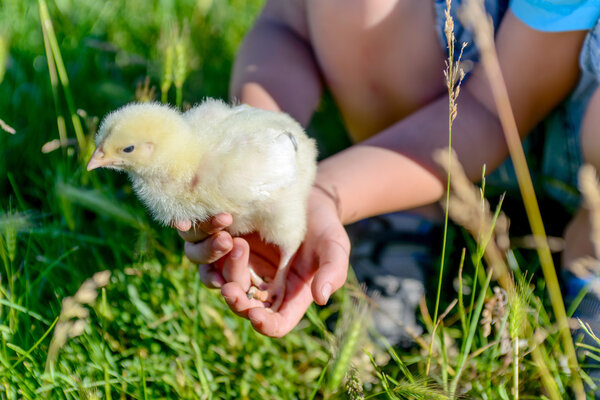 Boy Playing with Little Chick at the Green Grasses