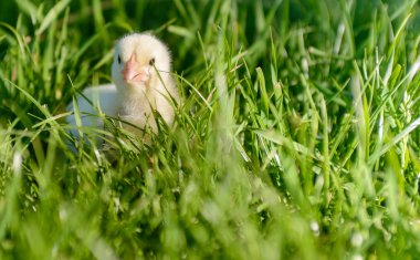 uzun otların içinde Kabarık sarı hatun yakın çekim