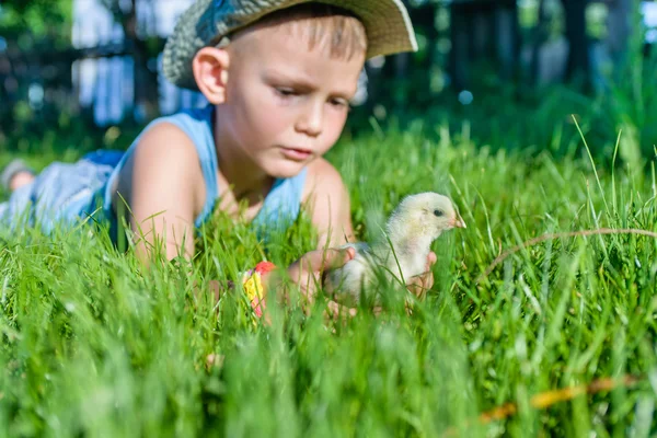 Kleiner Junge spielt mit Küken im langen Gras — Stockfoto