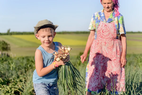 Malý chlapec sklizeň cibule na farmě — Stock fotografie