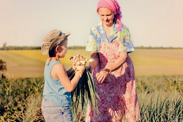 Jovem menino colhendo cebolas com sua avó — Fotografia de Stock