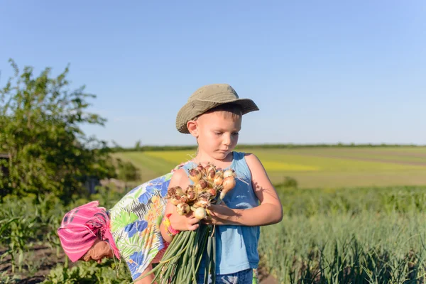 Мальчик выращивает зеленый лук на ферме — стоковое фото