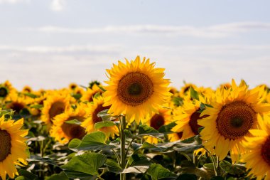 Blooming Sunflowers at the Field Against the Sky