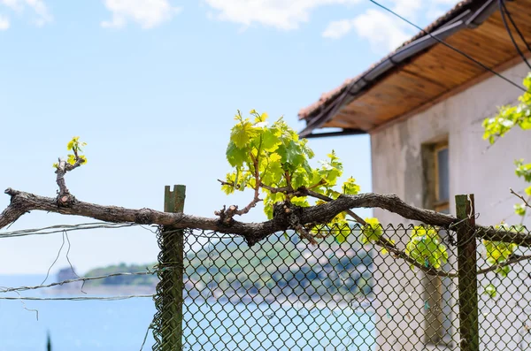 Filiale und verlassenes Gebäude mit Blick auf die Küste — Stockfoto