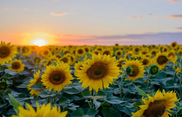 Blooming Sunflowers at the Field Against the Sky — ストック写真