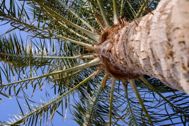 Palmiye yaprakları yayılan görünümü