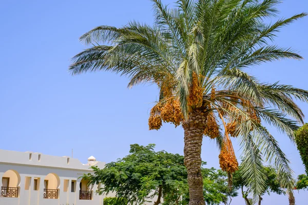 Bossen van datums opknoping van een palmboom — Stockfoto