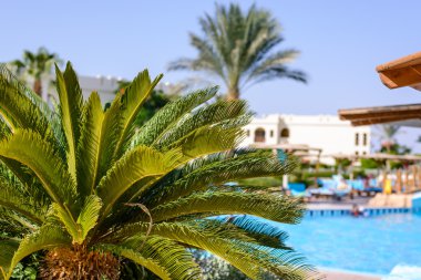 Palm tree at a tropical holiday resort