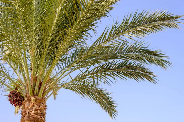Bunch of dates on a date palm