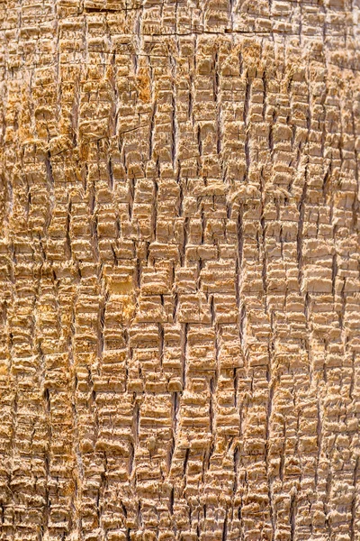 Textura de fondo de la corteza de palmera —  Fotos de Stock
