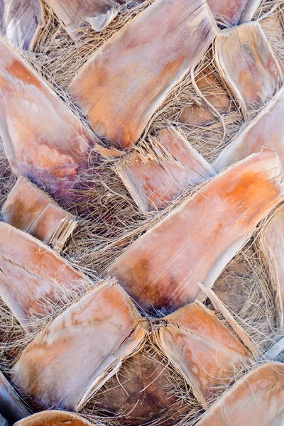 Close up of the trunk of a palm tree — Stock Photo, Image