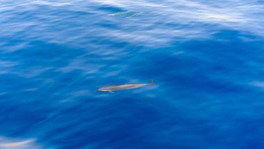 Pod Denizde yüzme yunuslar