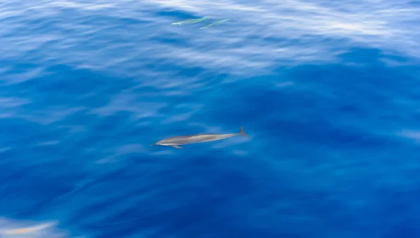 Pod of dolphins swimming in the sea — Stock Photo, Image