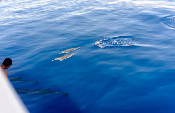 Morceau de dauphins nageant dans la mer — Photo