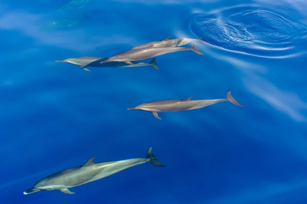 Pod av delfiner simma i havet — Stockfoto