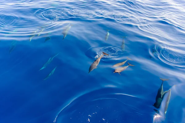 Стая дельфинов, плавающих в море — стоковое фото