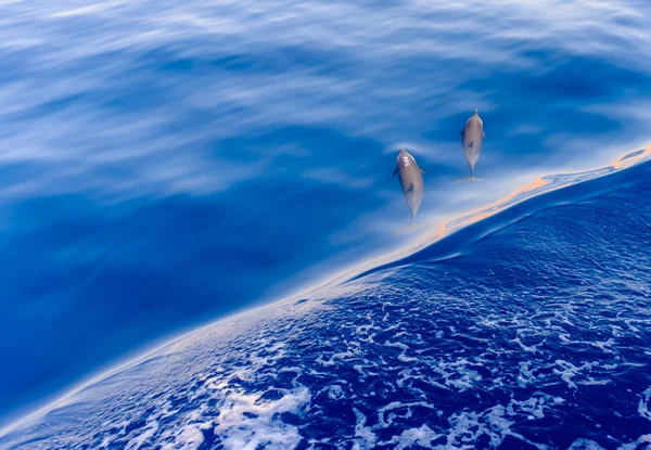 Pod of dolphins swimming in the sea — Stock Photo, Image