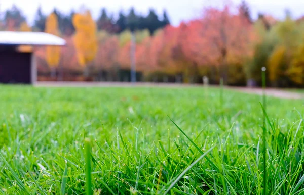 Background autumn park of Fresh Green Grass Field — Stock Photo, Image