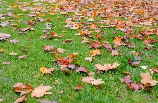 Suche Autumn listowie na zielony ziemia trawiasta — Zdjęcie stockowe