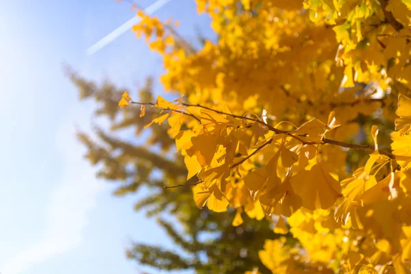 A tree with bright yellow leaves against the blue sky — Stock Photo, Image