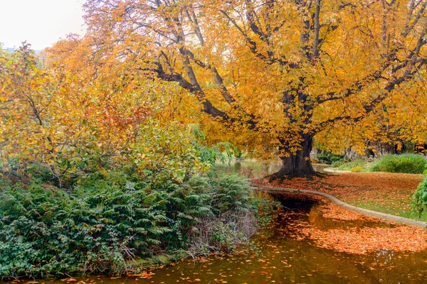 De daling van de heldere kleuren. Bomen in de buurt van het meer gevallen bladeren op het water — Stockfoto