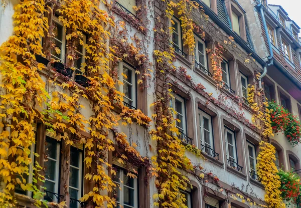 Otoño enredadera en una fachada del edificio — Foto de Stock