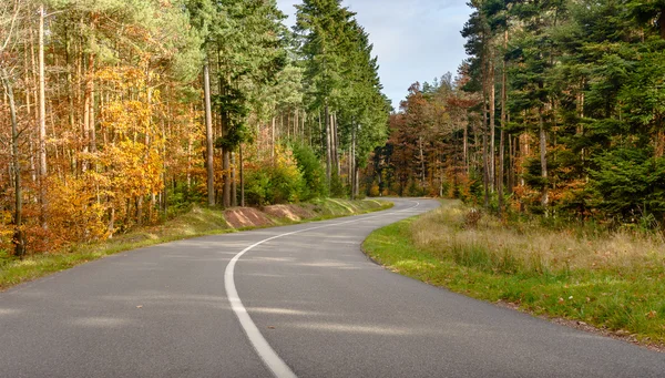 Winding tarred road through autumn trees — Stock Photo, Image